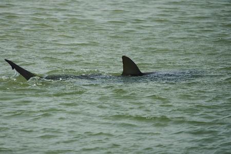 In der Gegend von Hadera sammeln sich zwischen November und Mai Sandbank- und Schwarzhaie.