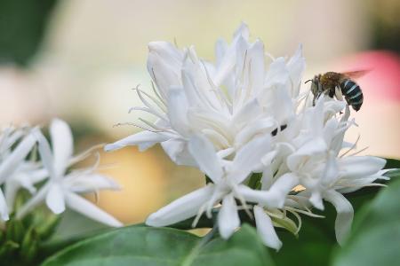 Bienen lieben Koffein
