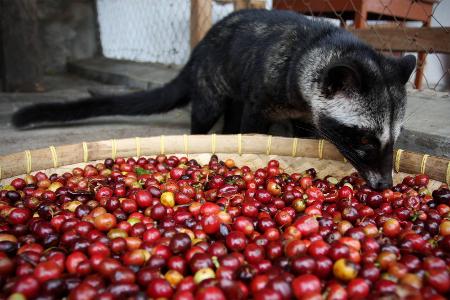 Luxuskaffee aus der Katze