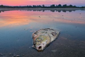 Fischbestände erholen sich nach Umweltkatastrophe in der Oder