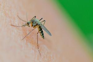 Warentest: Wie gut helfen Insektensprays und Stichheiler?
