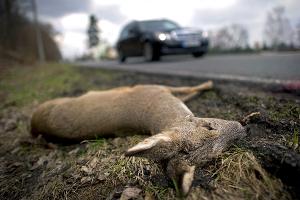 Studie zu Wildunfällen: Ausweichen macht es schlimmer