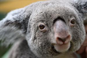 Warum Australien 700 Koalas aus der Luft abgeschossen hat