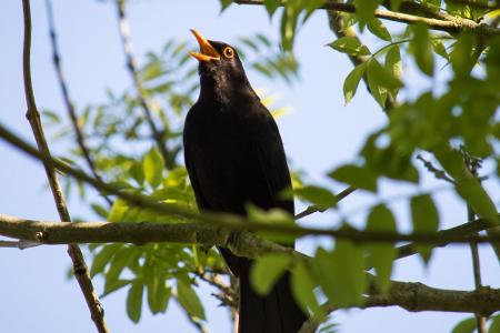 Amsel