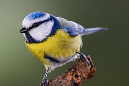 Blaumeise