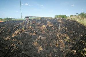 Flächenbrand durch Böller