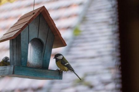 Wie wir heimische Vogelarten im eigenen Garten schützen können