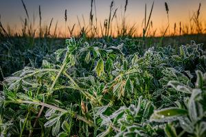 Frostige Nächte und kühles Wetter