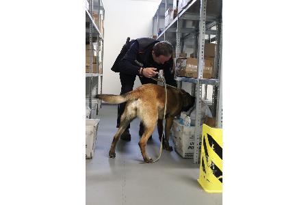 Zollhund im Einsatz bei der Postkontrolle Zollhund im Einsatz bei der Postkontrolle
