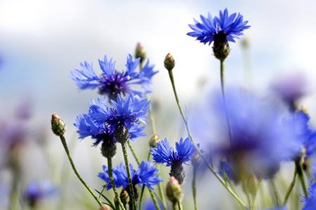 Kornblume
