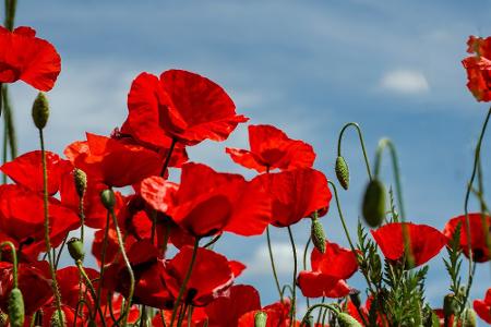 Klatschmohn