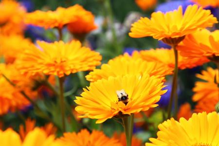 Saat-Wucherblume