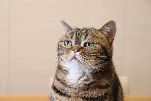 Katze im Hals? Tierische Redewendungen aus aller Welt