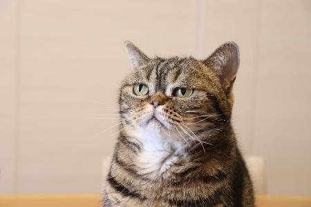 Katze im Hals? Tierische Redewendungen aus aller Welt