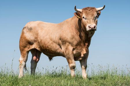 Bullengesund