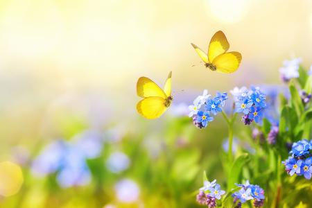 Insekten im Bauch