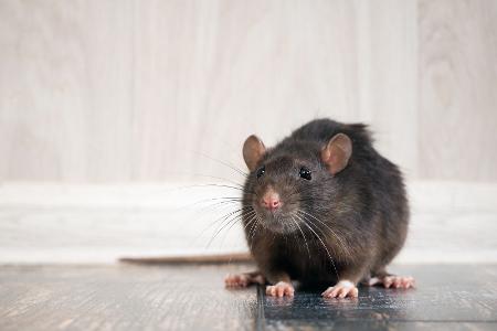 Ratten im Magen