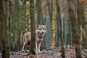 EU-Parlament macht Weg für mehr Wolf-Abschüsse frei
