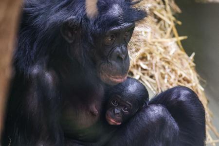 Noch ganz klein und anhänglich: Im Kölner Zoo wurde das Bonobo-Baby Milumbe geboren. Noch ganz klein und anhänglich: Im Kölner Zoo wurde das Bonobo-Baby Milumbe geboren.