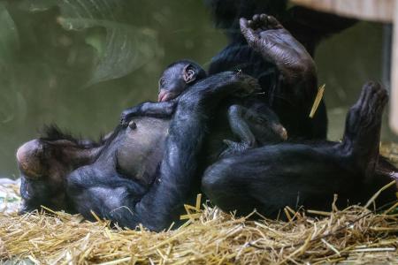 Erst einmal ausruhen für die kommenden Aufgaben: Bei den Bonobos gelten die Weibchen als dominant.