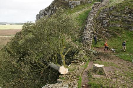 Der ikonische Baum war im September 2023 gefällt worden. (Archivbild) Der ikonische Baum war im September 2023 gefällt worden. (Archivbild)