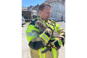 TH0/Tier klein: Katze klemmt im gekippten Fenster - 10.05.2025 - 11:27 Uhr