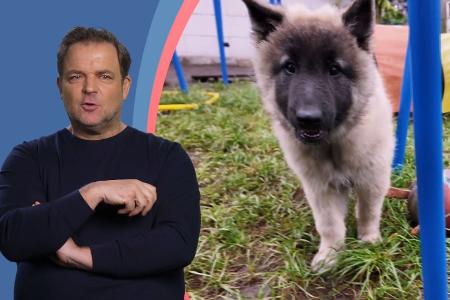 Chronisch kranke Hundehalterin bringt Martin Rütter zum Verzweifeln: "Das geht eigentlich gar nicht!"