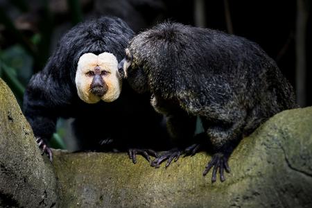 Touristen sollen die Weißkopfsakis am Schwanz gezogen und gefüttert haben - hier ist ein Tier aus der Schweiz zu sehen. Touristen sollen die Weißkopfsakis am Schwanz gezogen und gefüttert haben - hier ist ein Tier aus der Schweiz zu sehen.