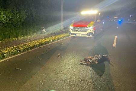 Ein Motorradfahrer kollidierte mit einem Reh. Ein Motorradfahrer kollidierte mit einem Reh.