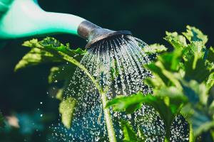 So sparst Du Wasser im Garten