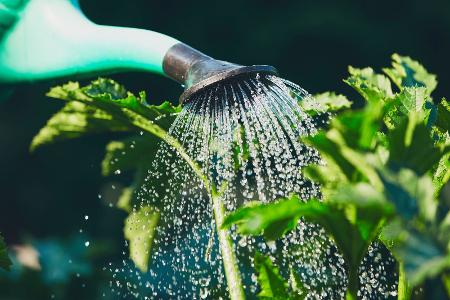 So sparst Du Wasser im Garten