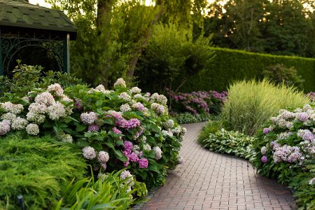 Garten mit blühenden Hortensien