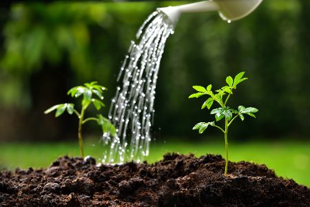 Wasserstrahl aus Gießkanne wässert zwei kleine Tomatenpflanzen