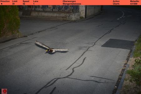 Stockenten können mit bis zu 100 km/h fliegen. Stockenten können mit bis zu 100 km/h fliegen.