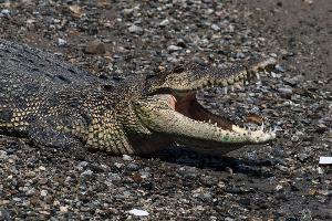 Krokodil tötet Schwimmer in Indonesien