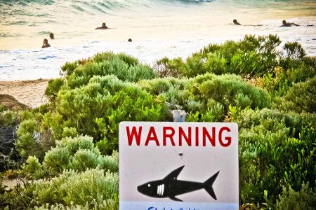 Die Gewässer rund um Australien sind berühmt-berüchtigt: Es kommt immer wieder zu Haiangriffen auf Schwimmer und Surfer. (Symbolbild)