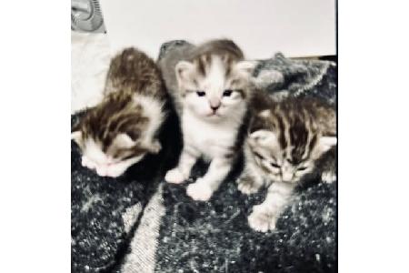 Auf dem Foto drei der fünf bei dem Einbruch entwendeten Katzenbabys. Wer kann Hinweise auf ihren Verbleib geben? Auf dem Foto drei der fünf bei dem Einbruch entwendeten Katzenbabys. Wer kann Hinweise auf ihren Verbleib geben?