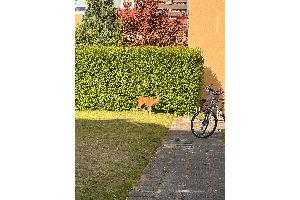 Polizeibeamte befreien Reh aus Hinterhof