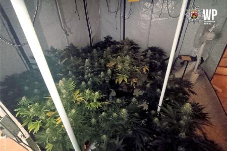 Die kleine Cannabisplantage mit dem Growzelt und insgesamt 19 Cannabispflanzen wurde von den Ermittlern sichergestellt. Die kleine Cannabisplantage mit dem Growzelt und insgesamt 19 Cannabispflanzen wurde von den Ermittlern sichergestellt.