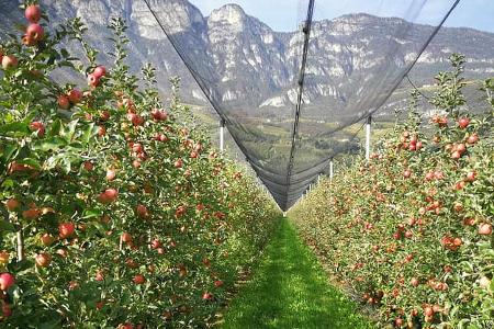 Apfelbäume in Südtirol