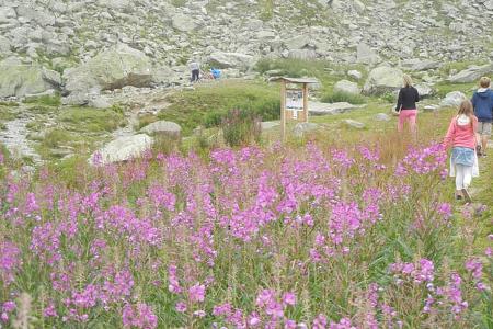 Wiesen, Wandern, Piemont, Blumen