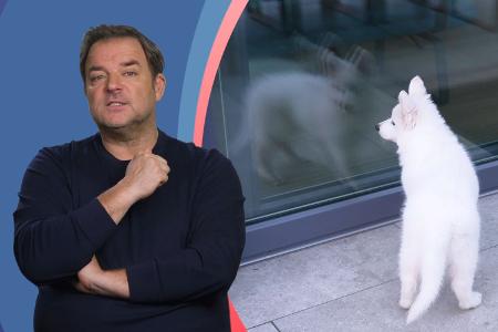 Die Welpen kommen - Mit Martin Rütter