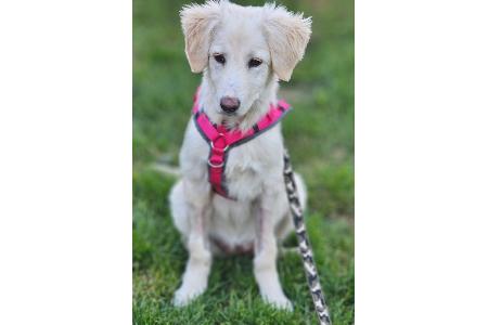 Ausgesetzter Hund Ausgesetzter Hund
