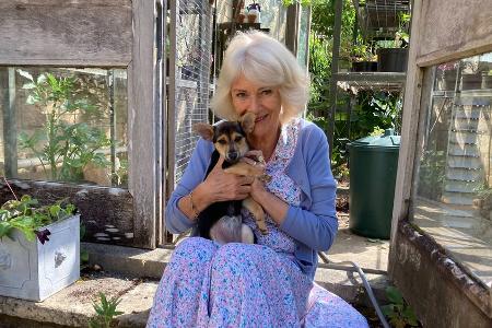 Zuwachs bei den Royals: Königin Camilla stellt ihren neuen Hund vor Zuwachs bei den Royals: Königin Camilla stellt ihren neuen Hund vor
