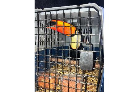 Geschützte Tiere bei Verkehrskontrolle in Garbsen Geschützte Tiere bei Verkehrskontrolle in Garbsen
