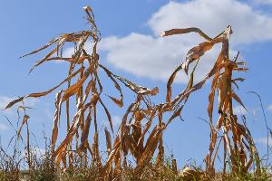 Wetter extrem: Wie gut sind Langzeitprognosen wirklich?