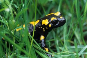 Das sind Deutschlands giftigste Tiere