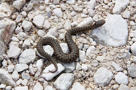 Aspisviper (Vipera aspis)