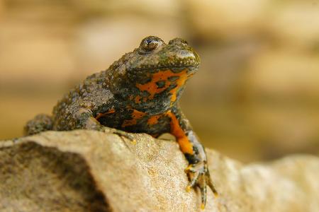 Gelbbauchunke (Bombina variegata)