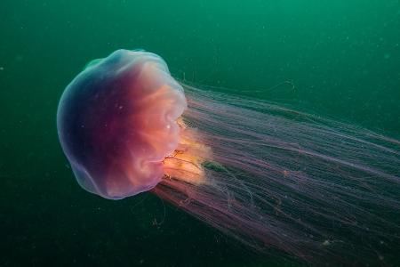 Gelbe Haarqualle (Cyanea capillata)
